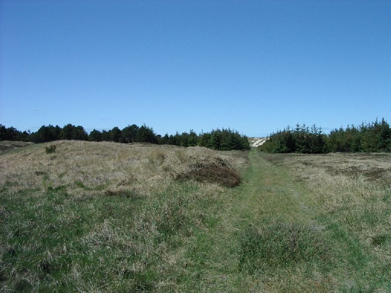 Track to the beach