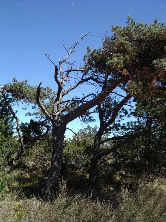 Tree wrack